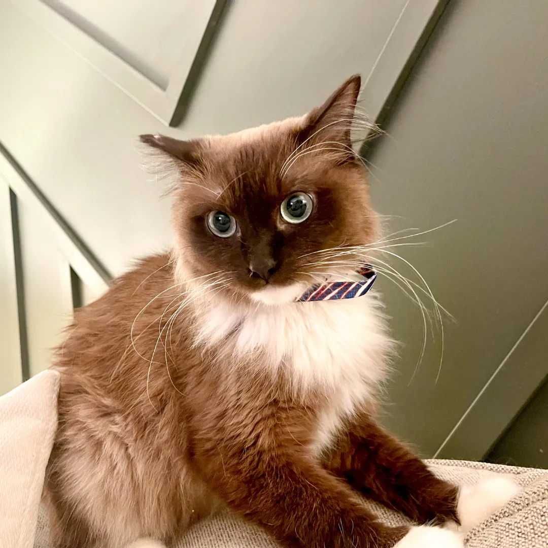 Buffalo Cat (or tiny dog!) Collar