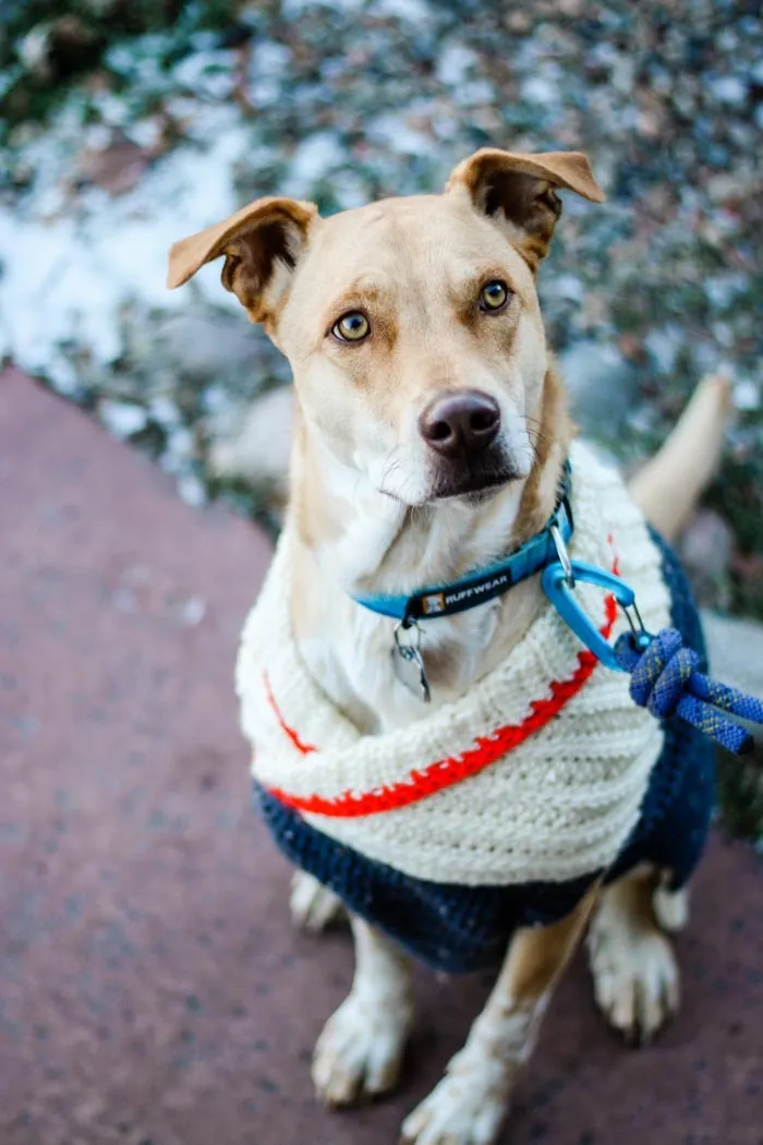Ready to Roam Dog Sweater Crochet Pattern
